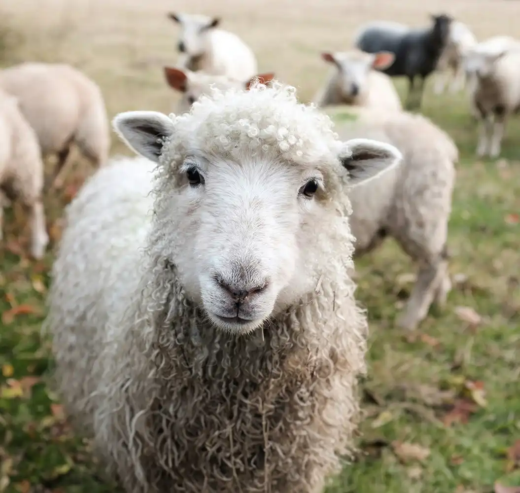 Schaf Bild
